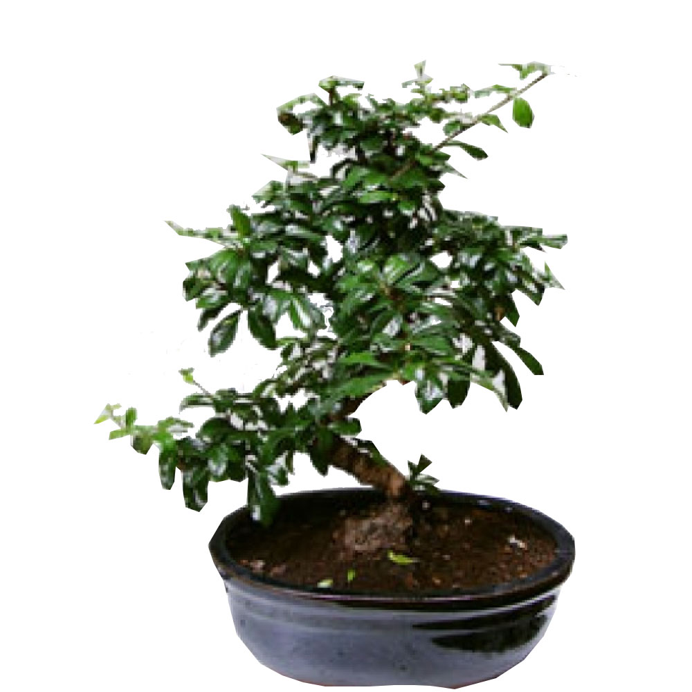 bonsai-saksi-cicegi