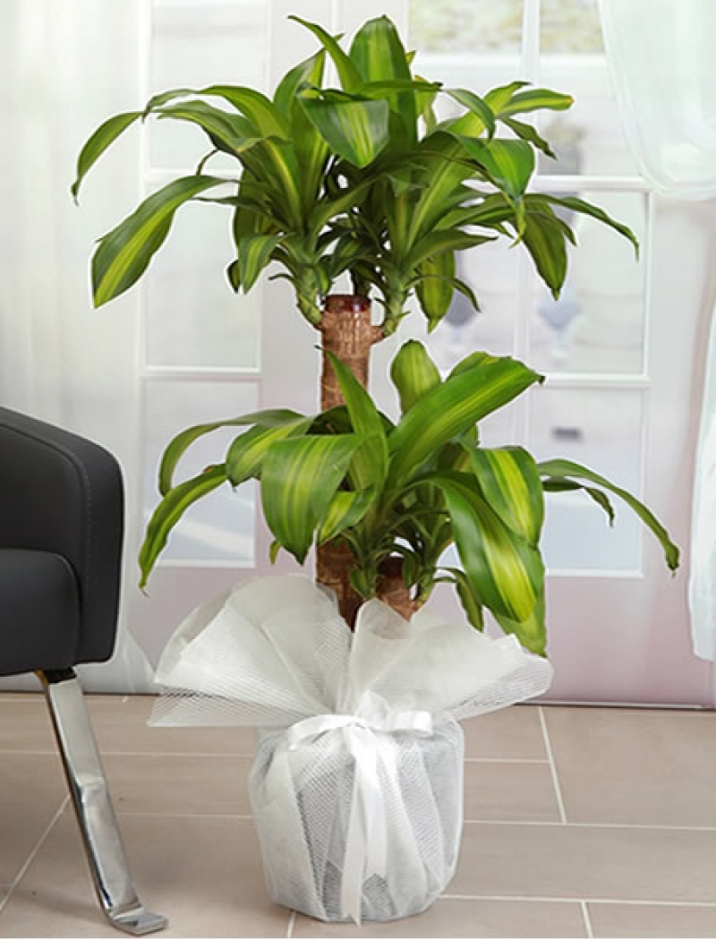 dracena-massengena-ikili