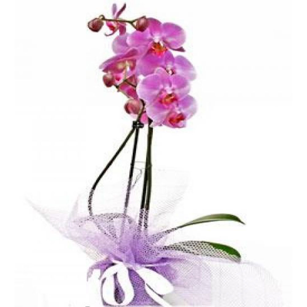 2li-pembe-orkide