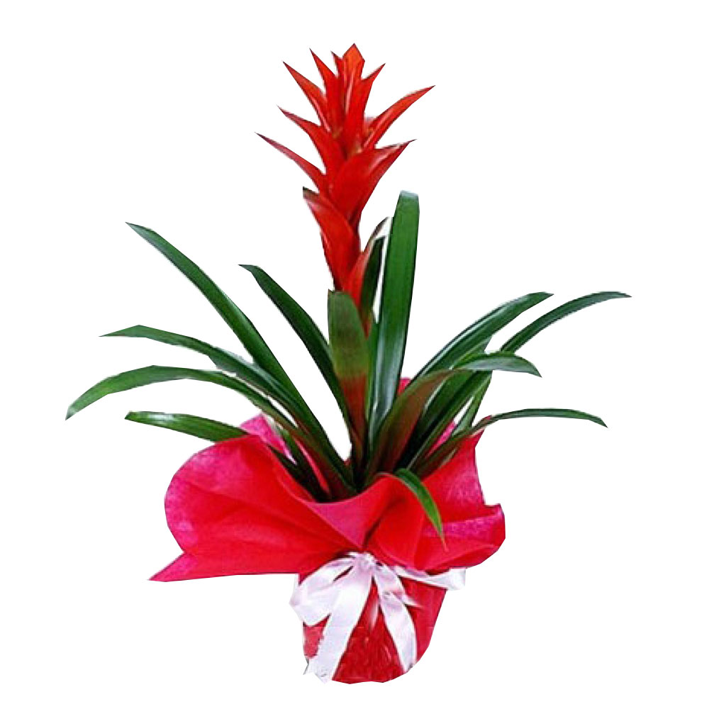 guzmania-cicegi