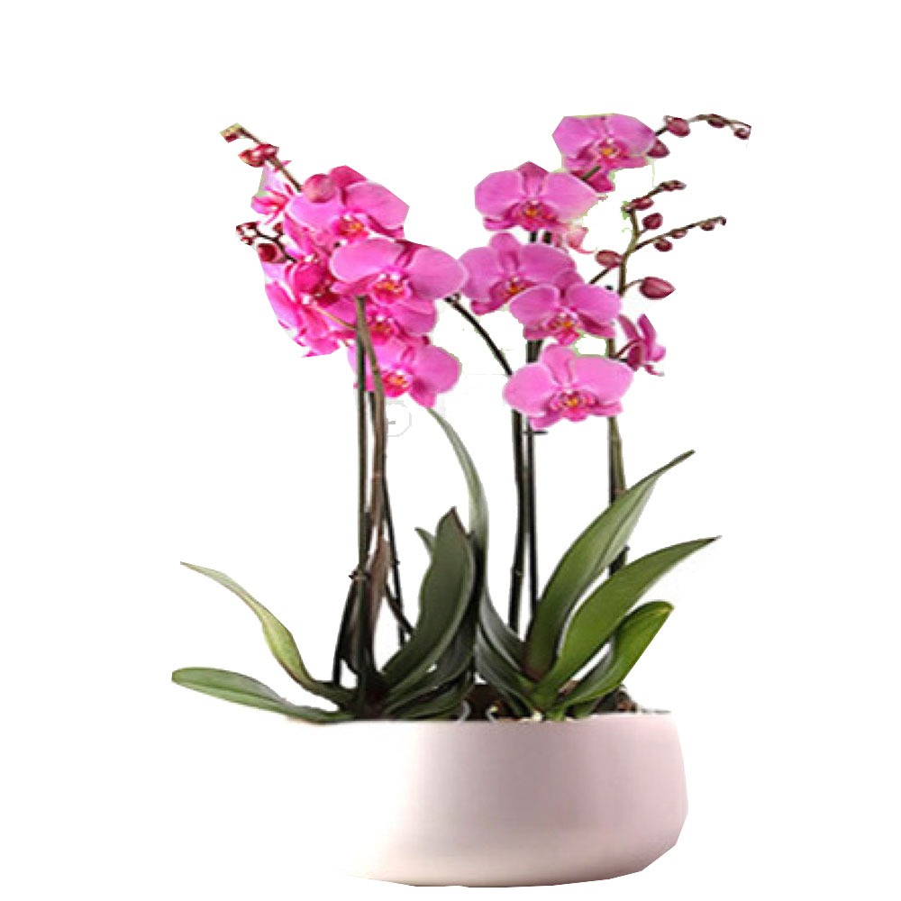 4-dalli-pembe-orkide-arajmani