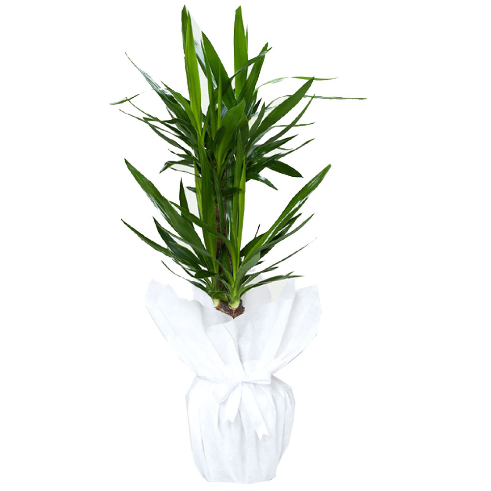 2-li-yucca-salon-bitkisi