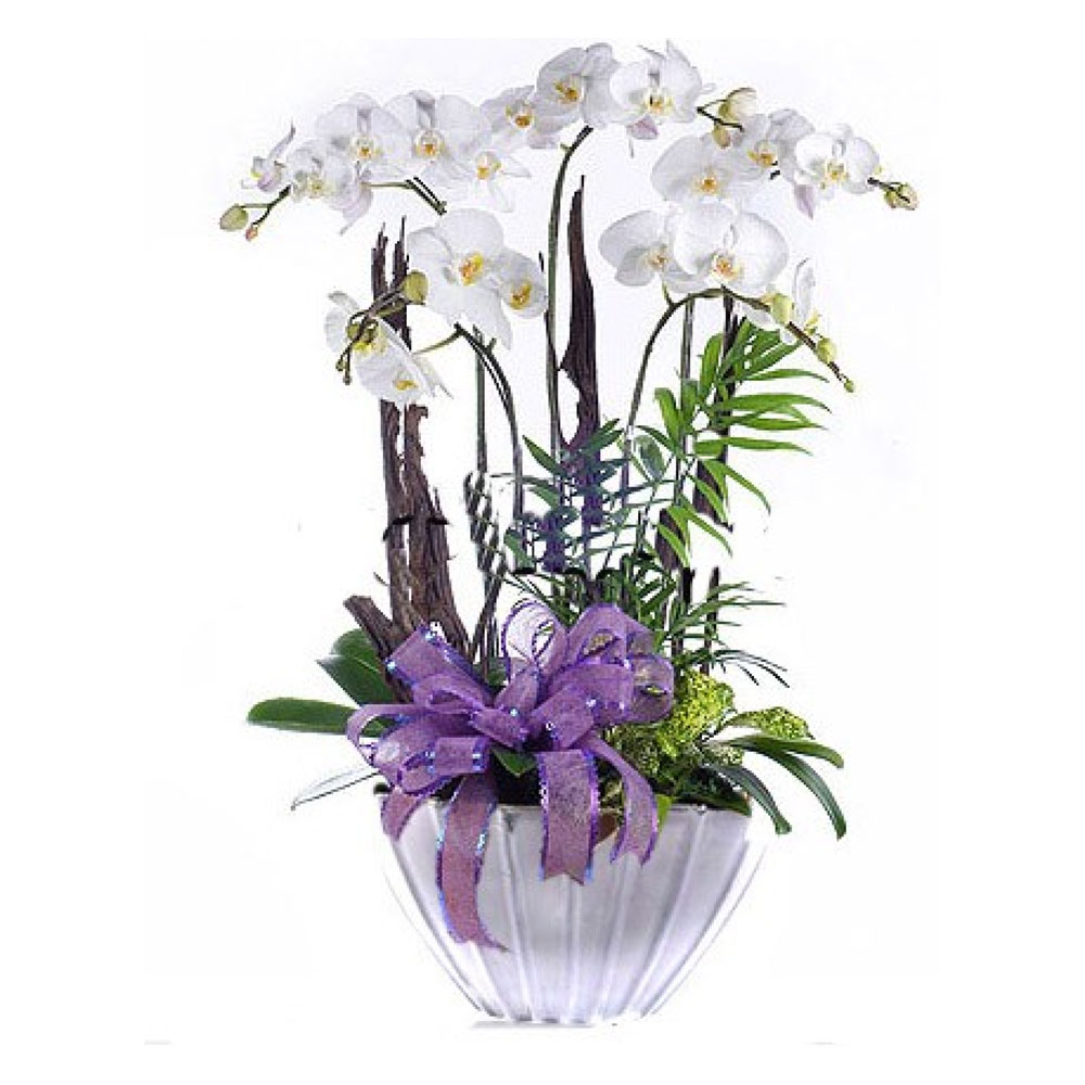 6-dalli-vazoda-beyaz-orkide