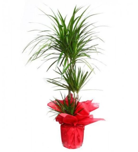 ikili-dracena-marginata